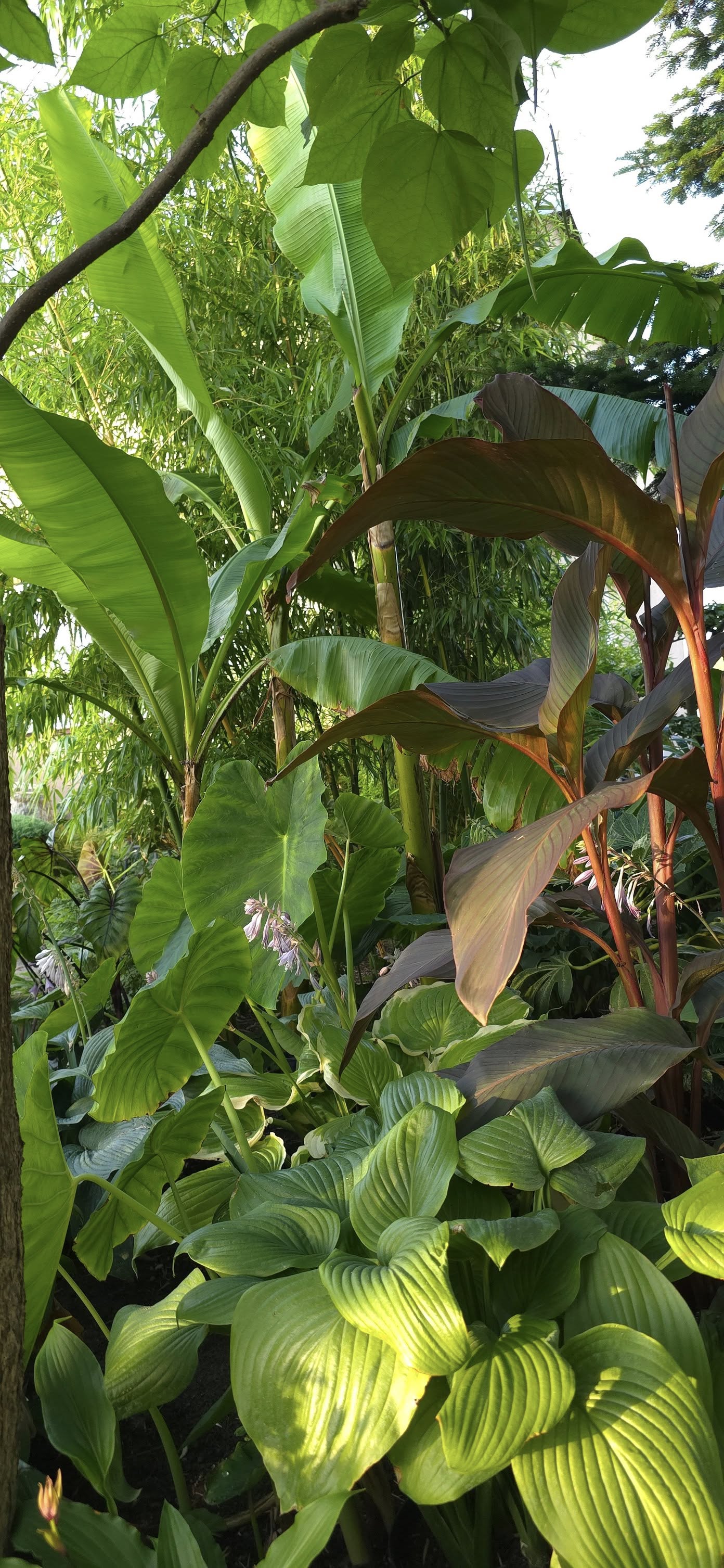 Egzotyczne liście bananowca i kanny w ogrodzie