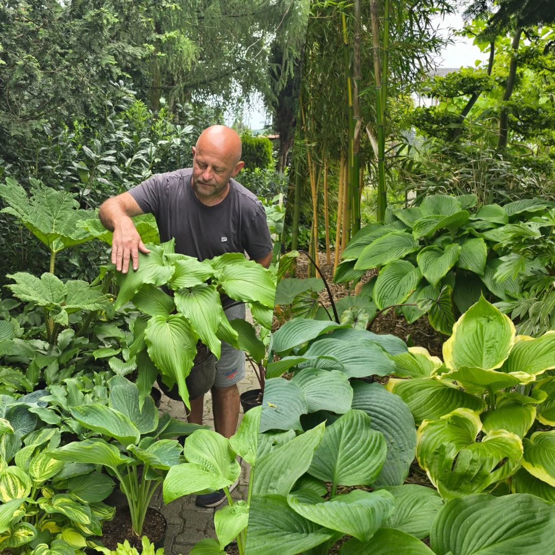 Wojtek pielęgnujący kolekcję funkii (hosta) w ogrodzie